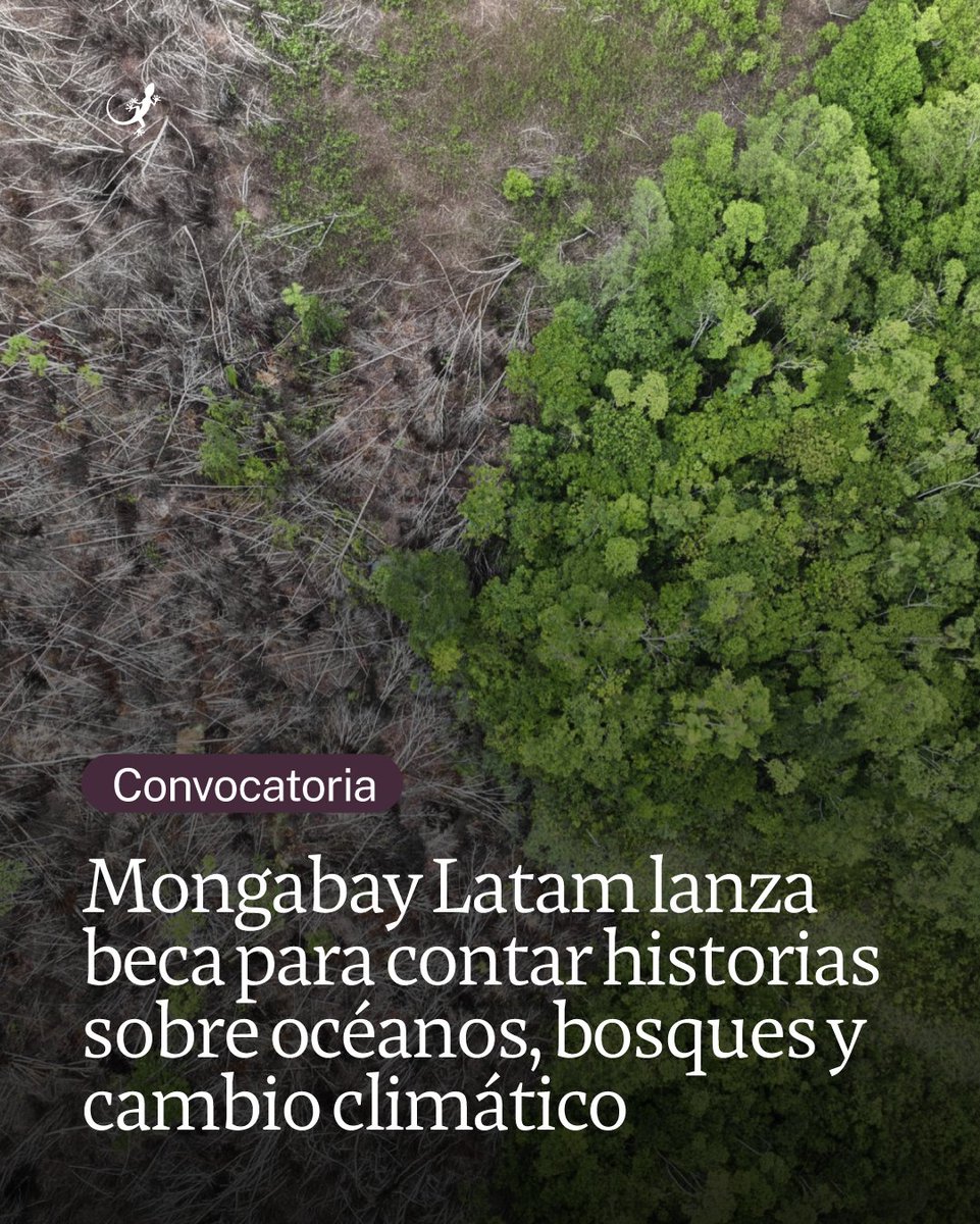 MongabayLatam's tweet photo. 📣 Mongabay Latam lanza beca para periodistas de la región con experiencia en cobertura ambiental. La convocatoria financiará historias sobre océanos, bosques y cambio climático. 🧵⬇️   https://t.co/HOn4fEo0bW https://t.co/VVz36ebT3g