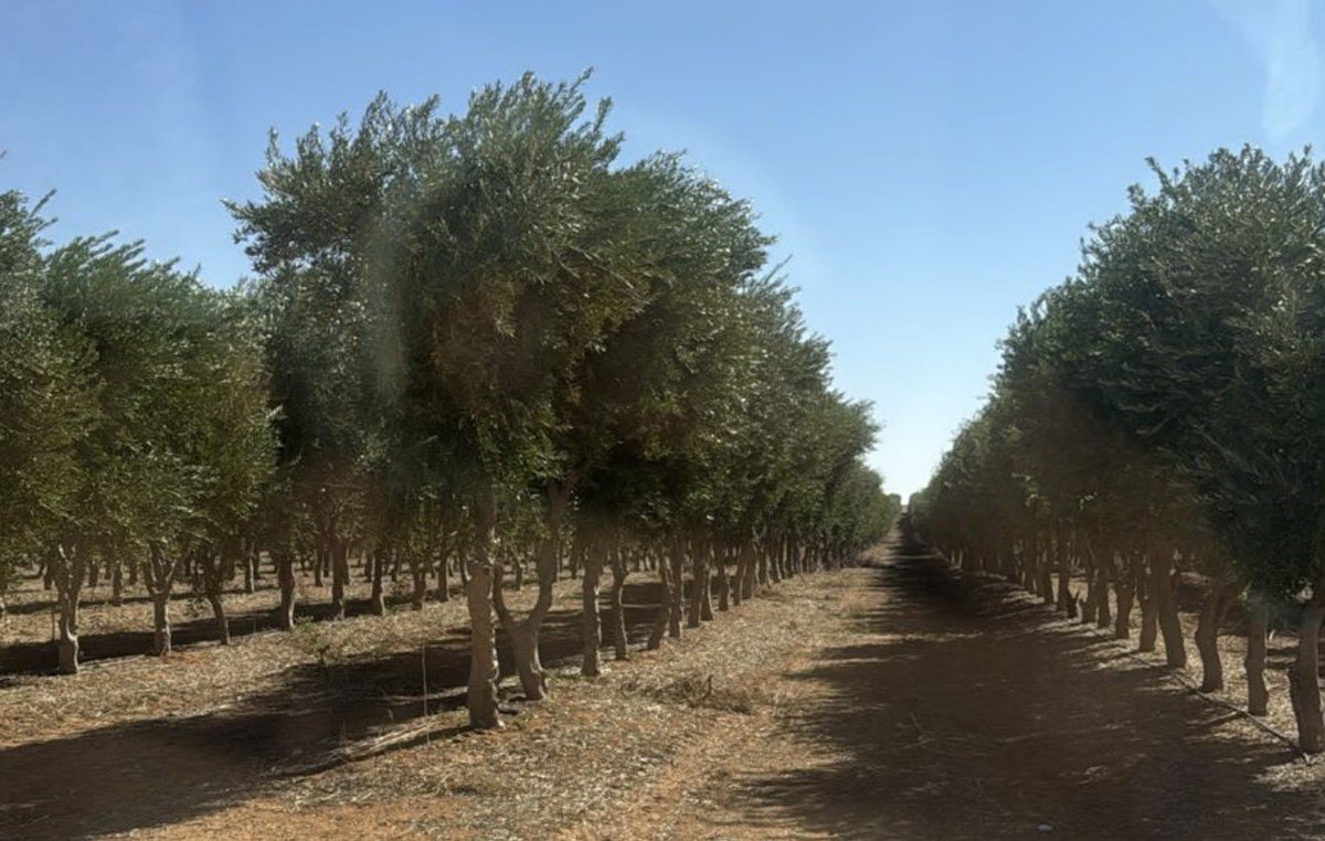 zbrg66's tweet photo. اليوم تم شراء 1000 شجرة زيتون، 
عمرها 11 سنة من الجوف 

والحمدلله توفقت بسعر ماتوقعته 

والايام الجاية راح نوثق طريقه تجهيزها ونقلها لمشاتلنا بالرياض وجدة وكذلك الحمدلله توفقت ببيعات لاشجار زيتون 
معمرة من ٥٠ و٩٠ سنه 

ملاحظة / مشاتل الرياض وجدة على قدم وساق لتجهيزها لاستقبال العملاء وراح نعلن قبلها ونرفق مواقعها