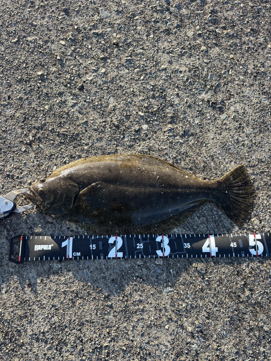 y_u____to's tweet photo. Kさんと🎣2人ともお魚さんキャッチ🐟 https://t.co/wi5j7gcvXr