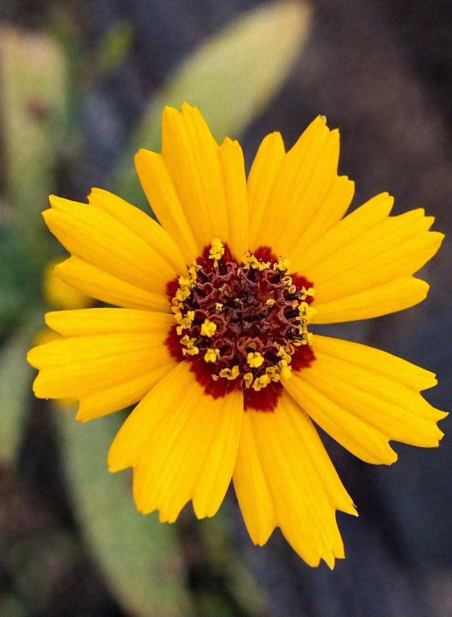Fanta239C's tweet photo. 🌼🌱
.
.
.
.
.
.
#yellowflower #blume #flower #flowerlove #flowerphotography #blumenfotografie #natur #nature
#flowerpower #blumenliebe https://t.co/0rvrpMLtF9
