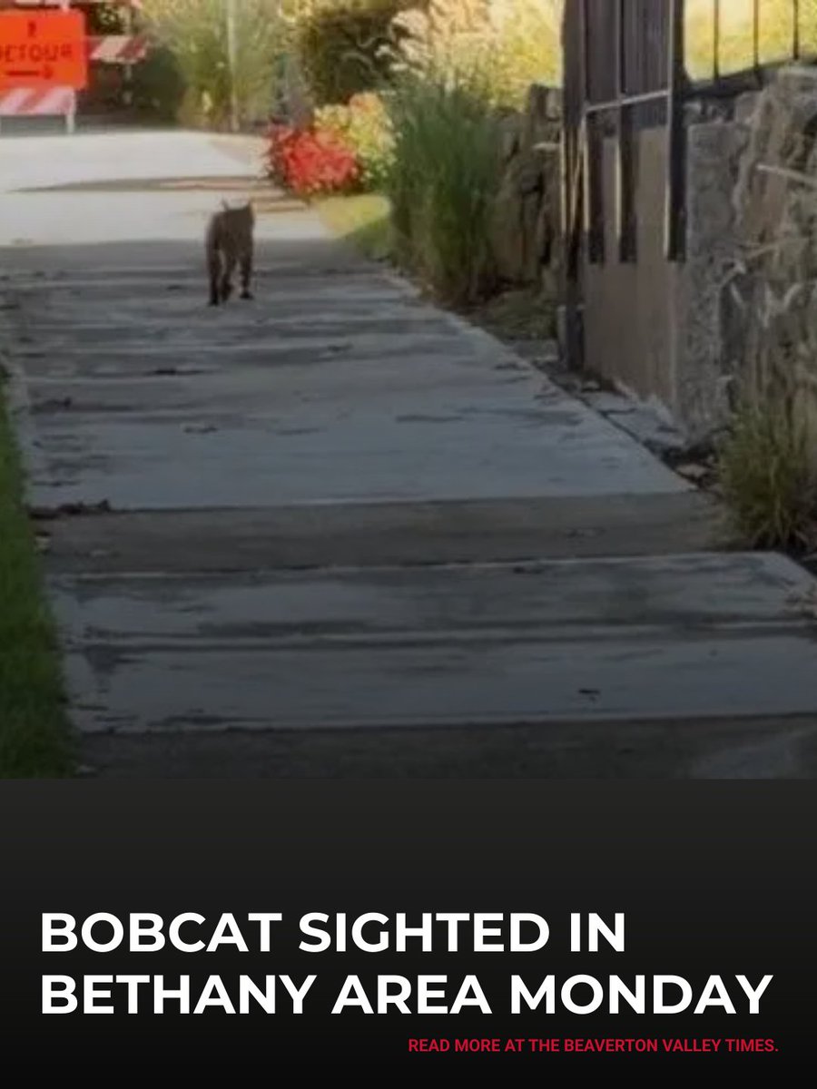 ValleyTimes's tweet photo. “At this time, no one has reported being harmed by a bobcat, and seeing wildlife in parts of unincorporated Washington County is not uncommon,” the sheriff’s office said.

Read more at the link in our bio. https://t.co/U078lYUJ5P