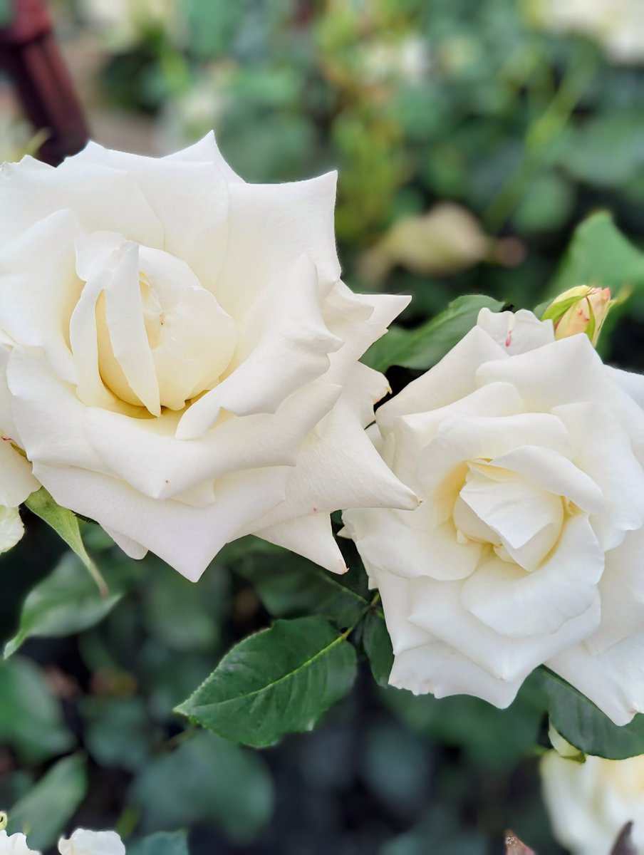 FWLMacZ95u95352's tweet photo. Shadow. Warmth. Belonging.

When does a shadow feel like home?

影の温度に触れた薔薇は、  
静かに息をひそめ、  
あなたの深い世界へ沈む。

 #RosePoetry #ShadowAndLight
薔薇の詩集12の2
私の写真 https://t.co/JuJ4p9PWEI