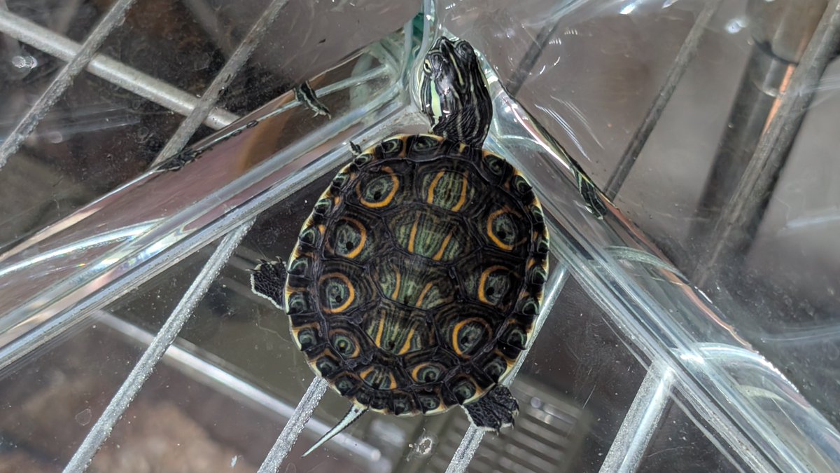 kuwanin0916's tweet photo. この前、うちにお迎えした亀。
タバスコクジャクガメ。
綺麗で可愛い。
今になって亀の魅力に取り憑かれた。 https://t.co/4cYpURGxWm