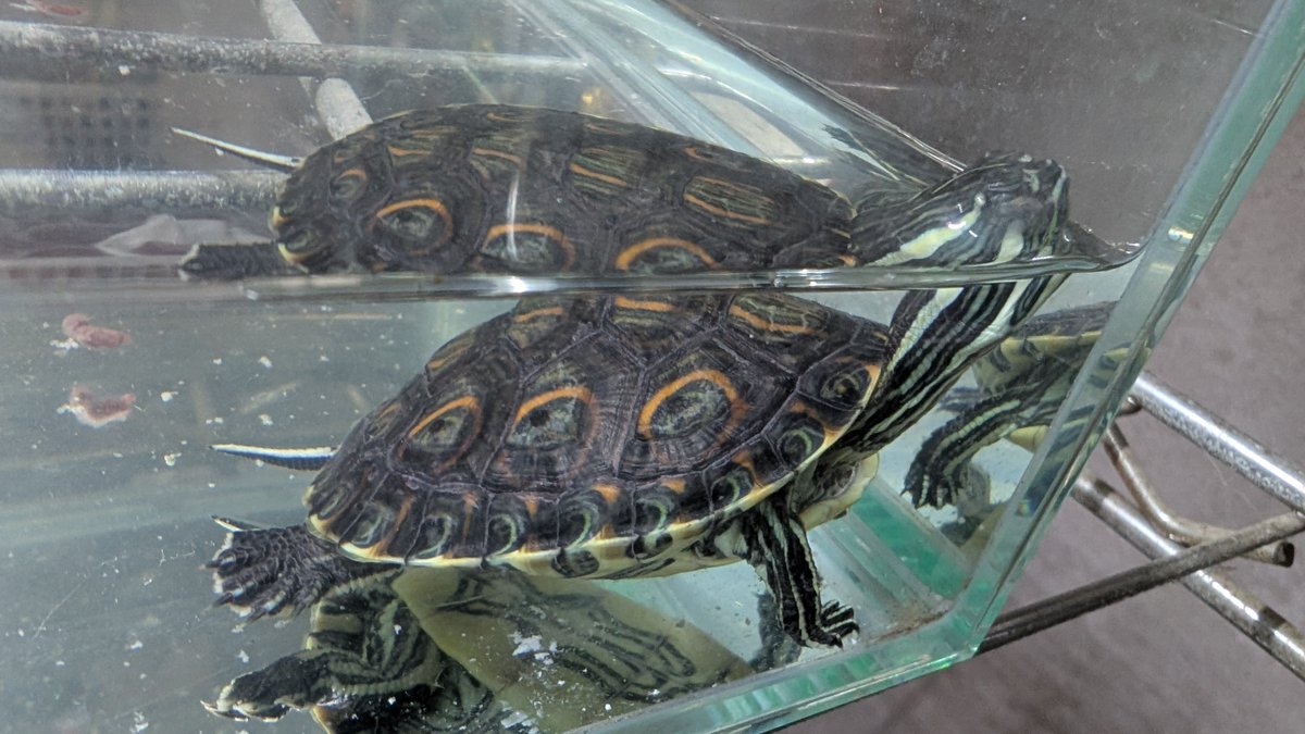 kuwanin0916's tweet photo. この前、うちにお迎えした亀。
タバスコクジャクガメ。
綺麗で可愛い。
今になって亀の魅力に取り憑かれた。 https://t.co/4cYpURGxWm