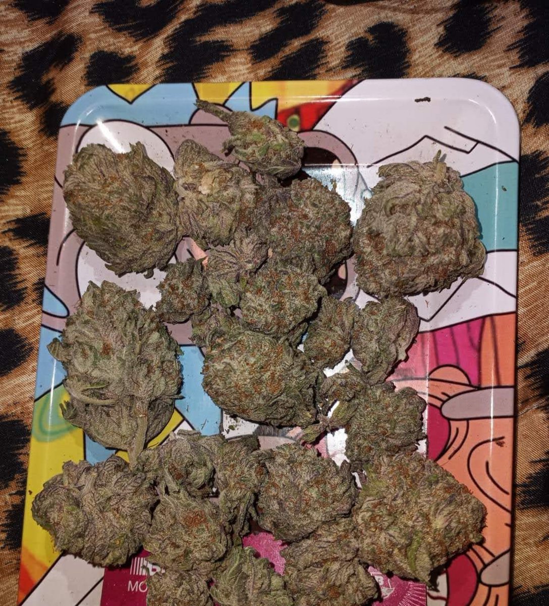 Maui_exotics's tweet photo. What’s your tray looking like today?

Mine’s loaded. Frosty nugs, orange hairs, ready to go.

#Cannabis #StashPic #RollUp #BudPorn #TrayCheck https://t.co/iKoPgVX7B0