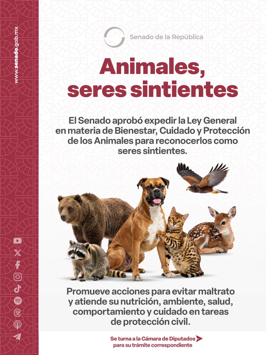 senadomexicano's tweet photo. 📌 A fin de reconocerles como seres sintientes, senadoras y senadores avalaron la creación de la Ley General en materia de Bienestar, Cuidado y Protección de los Animales.

Conoce más de esta nueva ley. 👇 https://t.co/fWLAxE8URg