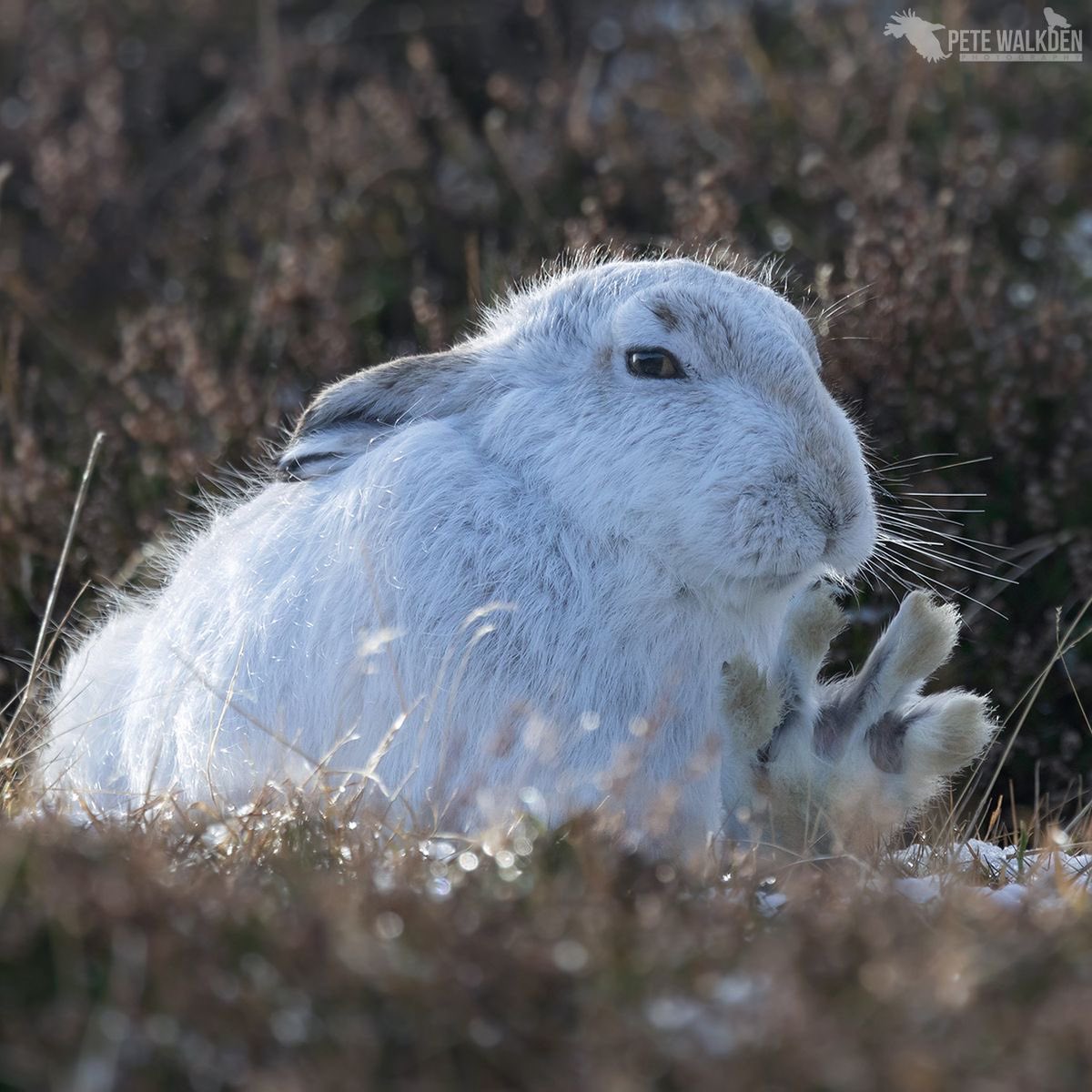 pxequin's tweet photo. this Hare knows what you did 20 years ago but is playing it Cool https://t.co/c2xBwMjgmD