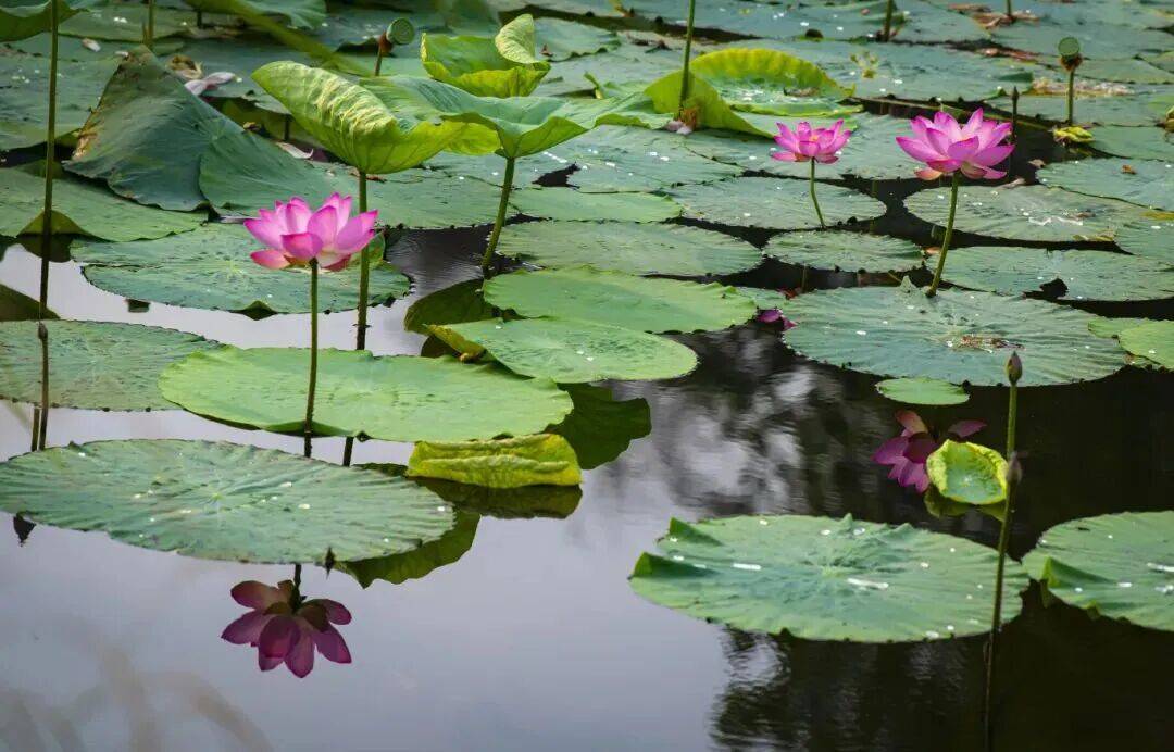 ddzGhkMlT7Tccw2's tweet photo. By the lotus pond, the sweet words of love linger, as the warm atmosphere pulls at our hearts—this moment’s so unforgettable. https://t.co/enjwZa5NI4