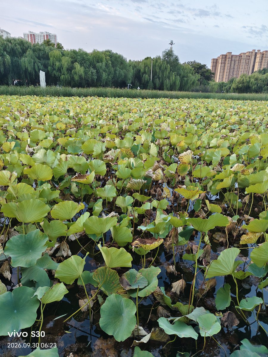 haoren5883's tweet photo. 晓色初开，一塘荷叶静卧晨光里。
青绿间杂着浅褐残边，是秋初独有的模样。
岸柳垂丝，薄雾轻笼，远处楼宇安安静静。
四下无人声，只有风掠过荷塘的轻响。
心也跟着沉静��来，享受这清晨独有的��和安宁。 https://t.co/JZouT5heDz