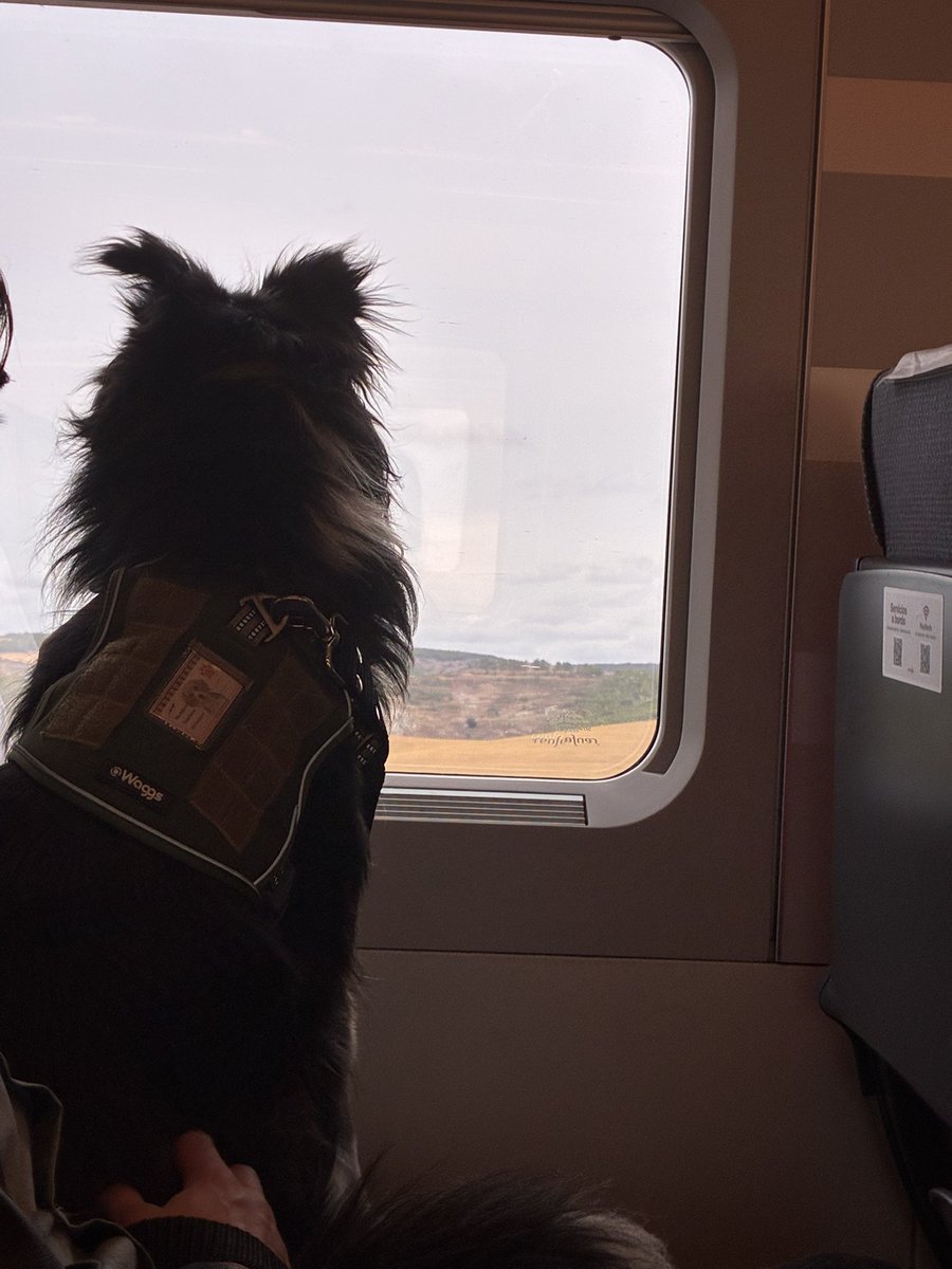 magicbeibi's tweet photo. Mi perrito viajó en tren https://t.co/mZUXFc5nvS