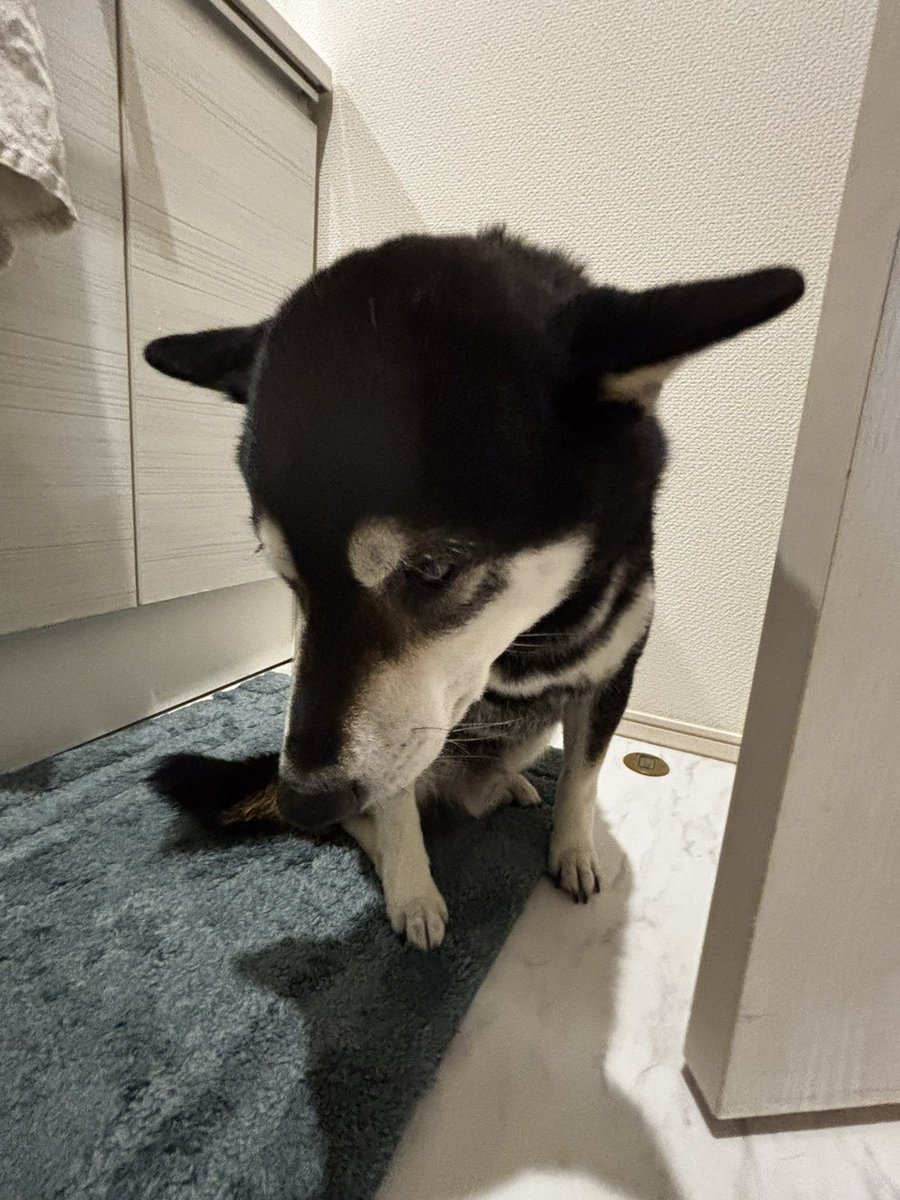 masakazu1983_jp's tweet photo. 飼い主に割と厳しめに叱られて、わかりやすくしょぼくれてる長男犬。 https://t.co/vbSJkHfLsd