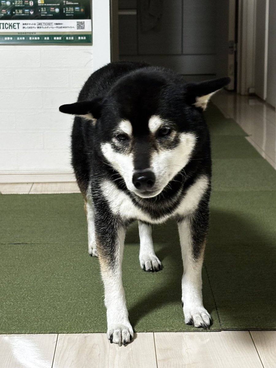 masakazu1983_jp's tweet photo. 飼い主に割と厳しめに叱られて、わかりやすくしょぼくれてる長男犬。 https://t.co/vbSJkHfLsd