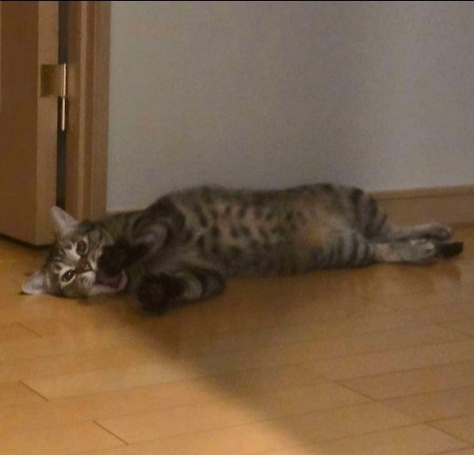 yeonjun_tdj's tweet photo. アイコンの猫は飼い猫です
かわいいから載せさせて https://t.co/FmWN0IiMpI