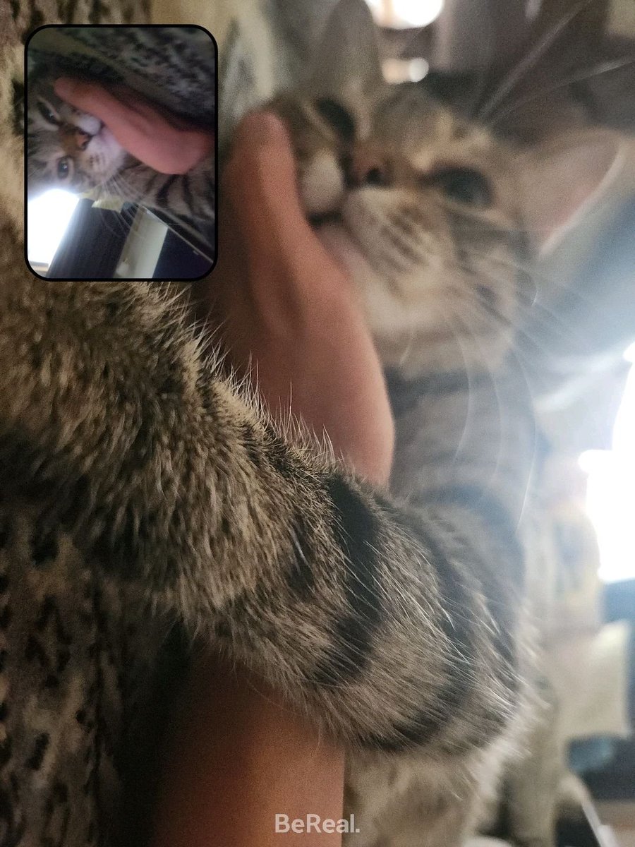 yeonjun_tdj's tweet photo. アイコンの猫は飼い猫です
かわいいから載せさせて https://t.co/FmWN0IiMpI