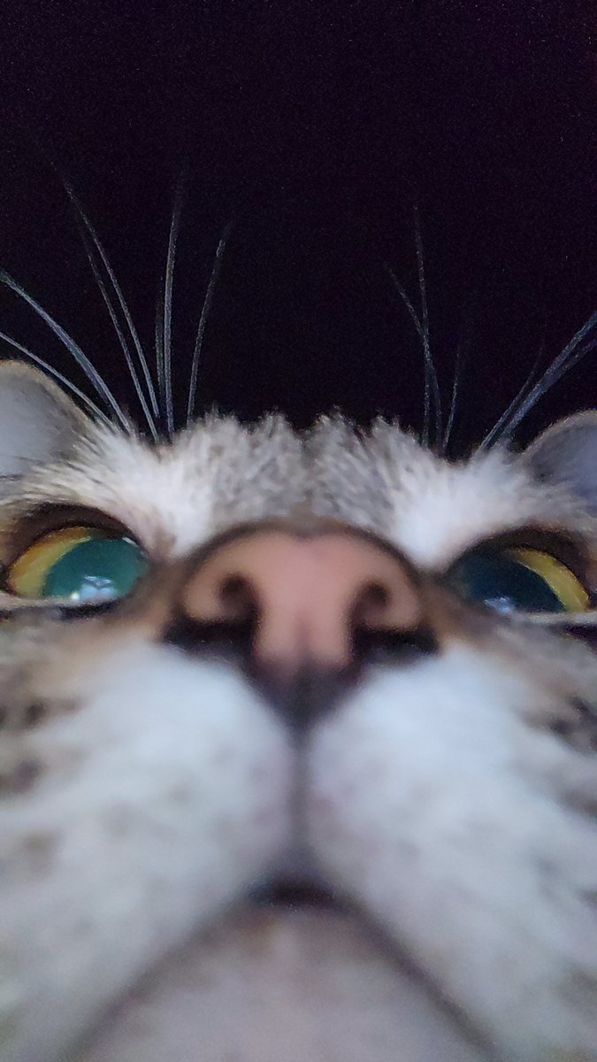 yeonjun_tdj's tweet photo. アイコンの猫は飼い猫です
かわいいから載せさせて https://t.co/FmWN0IiMpI