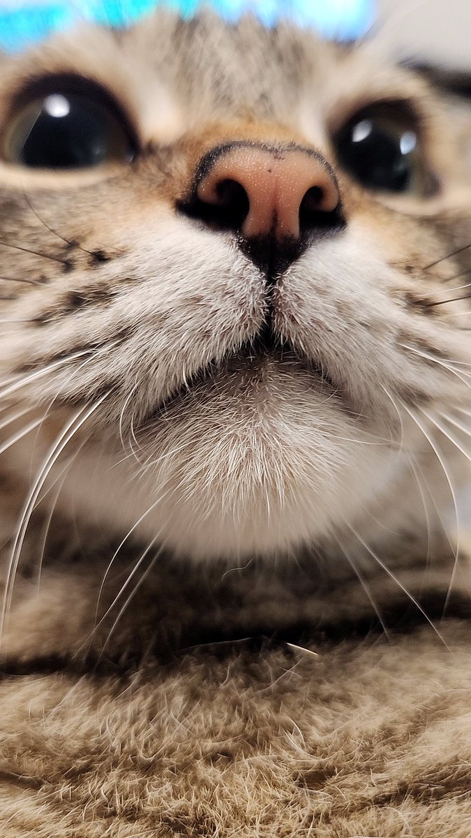 yeonjun_tdj's tweet photo. アイコンの猫は飼い猫です
かわいいから載せさせて https://t.co/FmWN0IiMpI