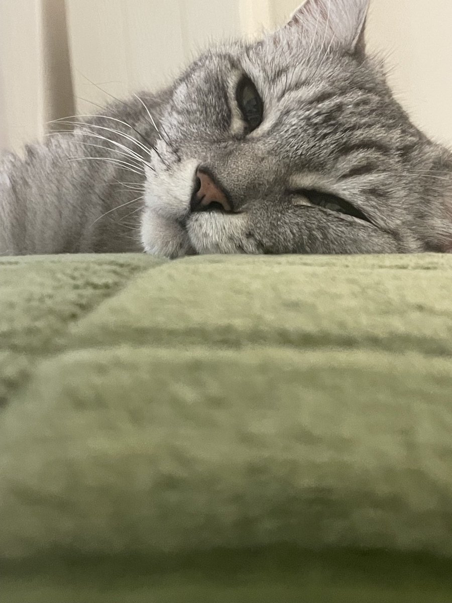 chatogin's tweet photo. おはようございます
銀です
今日は久々の��れ☀️
でも眠い💤
#サバトラ　#保護猫
#猫好きさんとつながりたい https://t.co/sesh1KaBUX