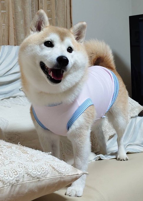 A smiling Shiba Inu wearing a pink shirt stands on a couch, playfully matching the caption's "ham-like" description of being dressed up.