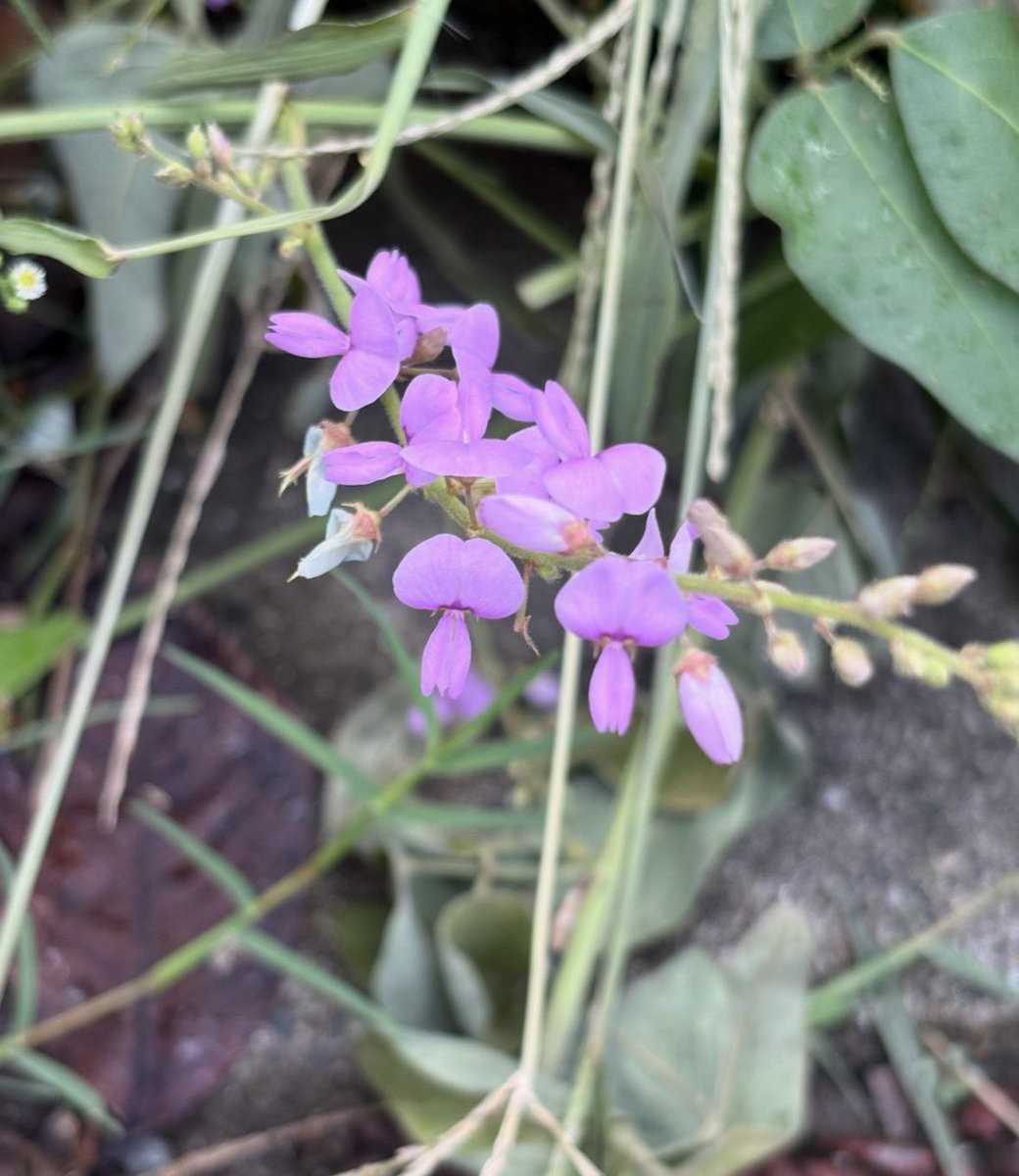 flor_enthus's tweet photo. I initially mistook this Desmodium (nusubito-hagi) for #hagi, Japanese bush clover (Lespedeza), the deciduous shrub that's synonymous with early autumn in Japan and appears several times in The Tale of Genji. They're close-ish lookalikes, both in the pea family. https://t.co/i6RfEjkbdo