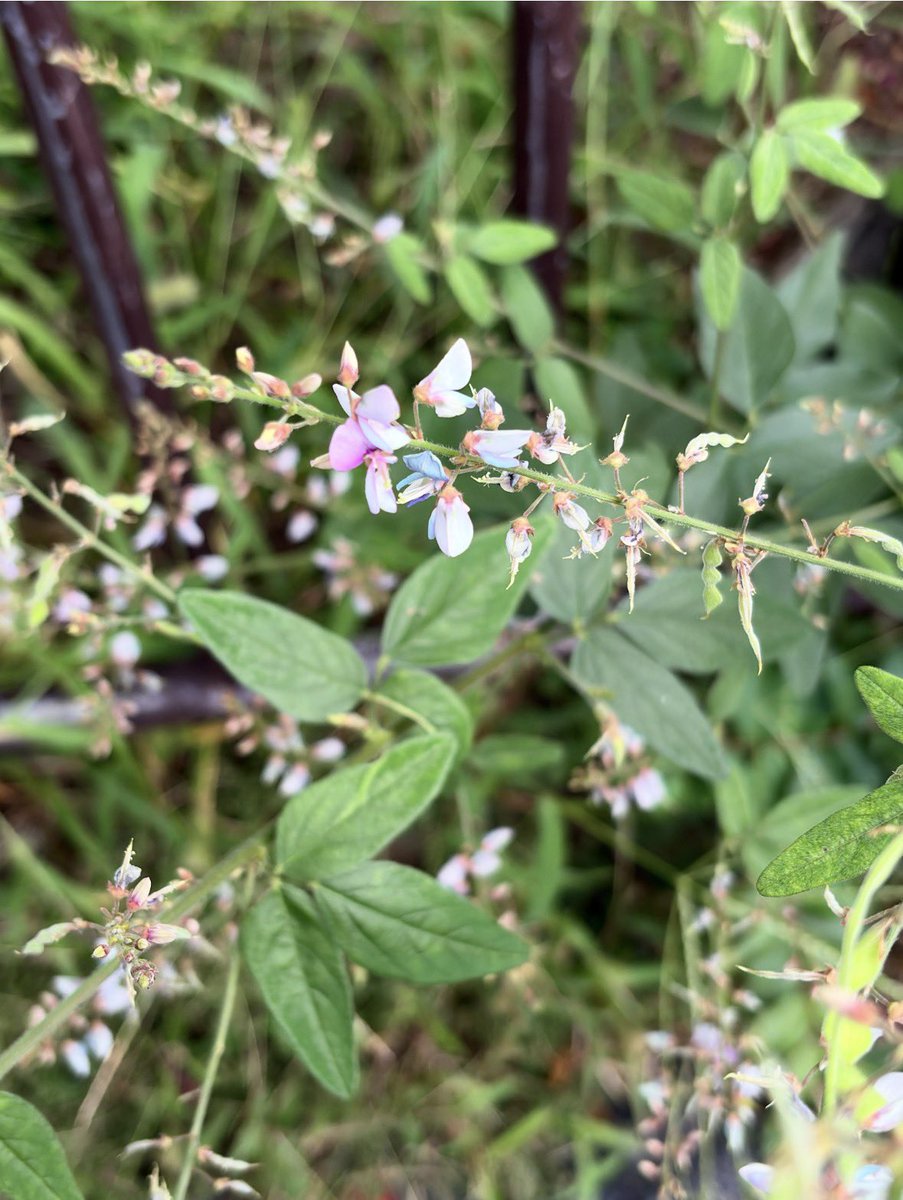 flor_enthus's tweet photo. I initially mistook this Desmodium (nusubito-hagi) for #hagi, Japanese bush clover (Lespedeza), the deciduous shrub that's synonymous with early autumn in Japan and appears several times in The Tale of Genji. They're close-ish lookalikes, both in the pea family. https://t.co/i6RfEjkbdo