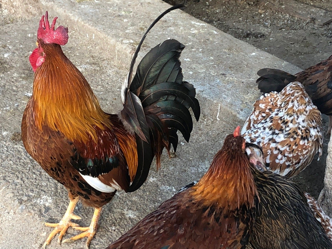 eliza_loop1_a29's tweet photo. A cute tame rooster's feathers get slightly worn, a simple wash of fabric brightens the mood, the faint sheen of fat on fresh greens feels warm! https://t.co/d8rMDG6Hxa