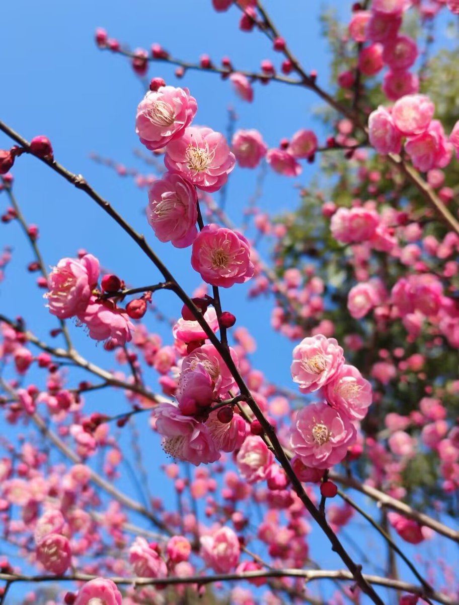 adi_marsadi's tweet photo. [The plum blossoms in Yiou bloom beautifully, adding a fresh touch to early spring!]， https://t.co/MzbWS9f1nX