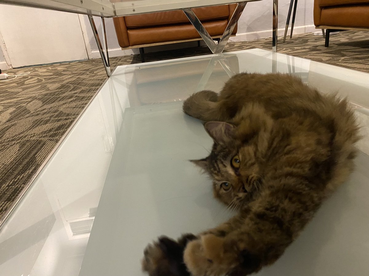 Cococaxe's tweet photo. Pawgi teman teman
Memulai hari dengan pilates 😹 https://t.co/gtv1mAMrbh