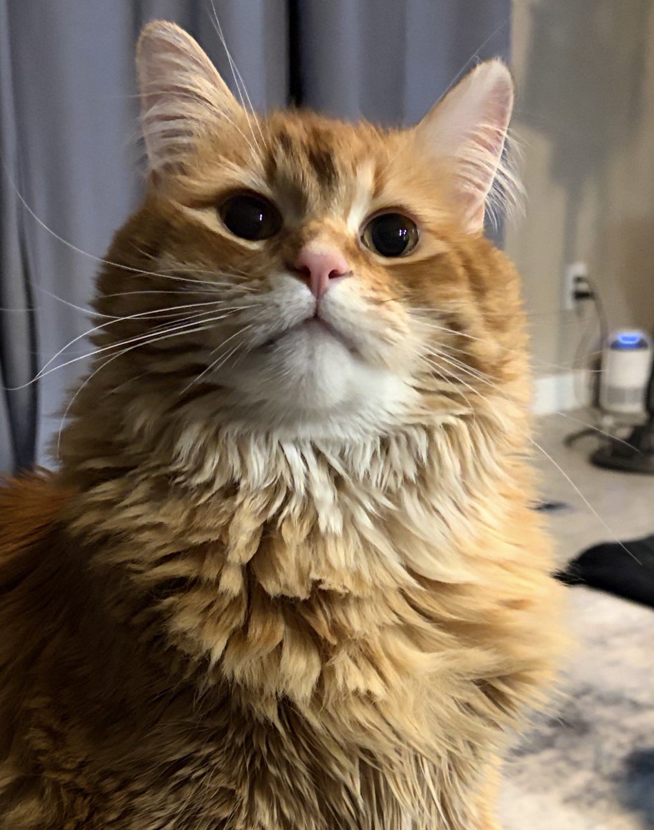 AJamesMcCarthy's tweet photo. Many of you are asking if your cat made it into my calendar. Unfortunately I had more submissions than I could even respond to, let alone add to the project

But I can confidently say that if I told you I’d try to get your kitty in, I found a way. 

Preorders begin tomorrow. https://t.co/7p7TrymSRR