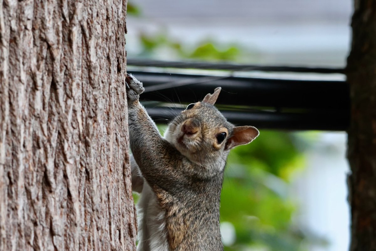sciuridaely's tweet photo. It’s going to be a great week for nut gathering!
When the week starts on #Sciuridae, I'll join your Development Committee as long as it develops tasty nuts!
Every day is #Sciuridae!
#fightlikeasquirrel #SquirrelStrong 🐿️💪 #SaveGreySquirrelUK #SquirrelScrolling #squirrel https://t.co/ZtM6FUhCjx