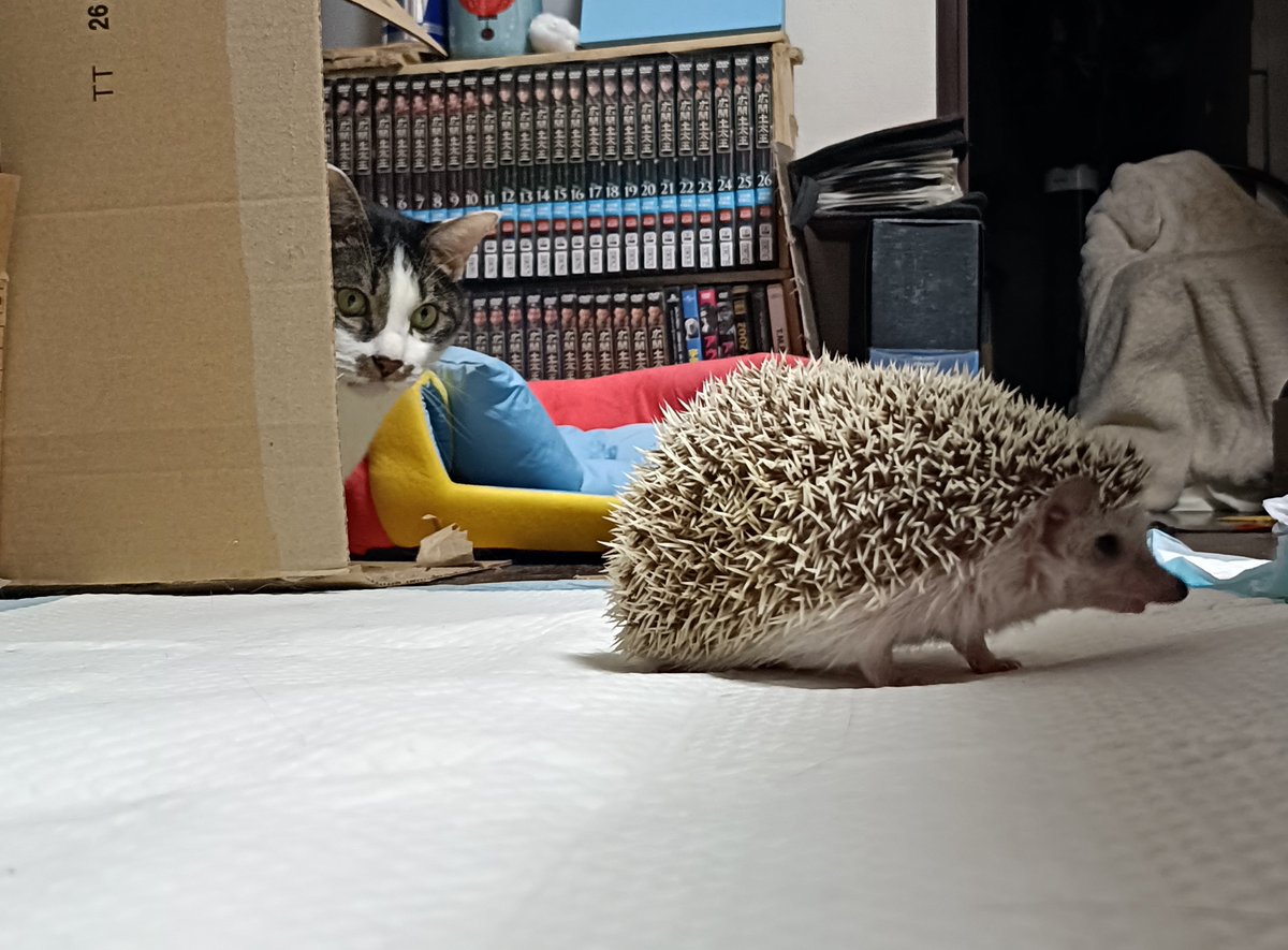 pechipechikooo's tweet photo. レティーと羽月の触れ合いタイム𝙸𝙽レティーの部屋んぽ💬💖💖
 #ハリネズミのいる暮らし
 #猫のいる暮らし
 #ハリネズミのレティーꉂ🦔
 #猫の羽月坊ちゃん🐱 
 #ペち子家 https://t.co/DR9ttDi0p8