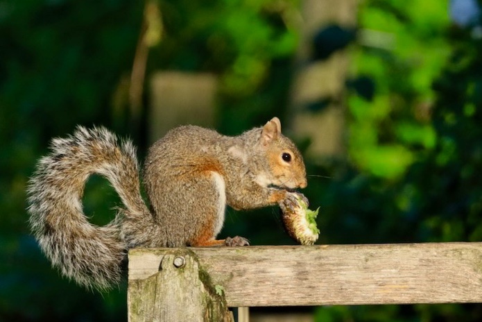 sciuridaely's tweet photo. It’s going to be a great #Sciuridae for nut gathering!
On #Sciuridae, I'll join your parade float if I can just sit and eat the whole day.
Every day is #Sciuridae!
#fightlikeasquirrel #SquirrelStrong 🐿️💪 #SaveGreySquirrelUK #SquirrelScrolling #squirrel #Eichhörnchen https://t.co/QOQKnmYBt3