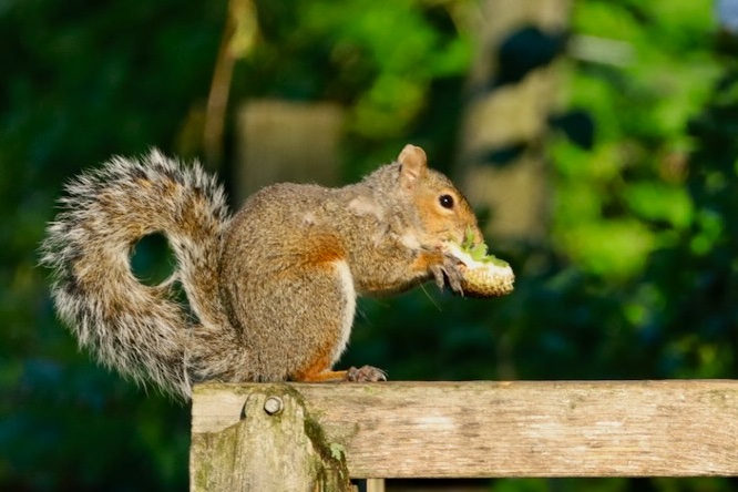 sciuridaely's tweet photo. It’s going to be a great #Sciuridae for nut gathering!
On #Sciuridae, I'll join your parade float if I can just sit and eat the whole day.
Every day is #Sciuridae!
#fightlikeasquirrel #SquirrelStrong 🐿️💪 #SaveGreySquirrelUK #SquirrelScrolling #squirrel #Eichhörnchen https://t.co/QOQKnmYBt3