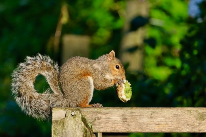 sciuridaely's tweet photo. It’s going to be a great #Sciuridae for nut gathering!
On #Sciuridae, I'll join your parade float if I can just sit and eat the whole day.
Every day is #Sciuridae!
#fightlikeasquirrel #SquirrelStrong 🐿️💪 #SaveGreySquirrelUK #SquirrelScrolling #squirrel #Eichhörnchen https://t.co/QOQKnmYBt3