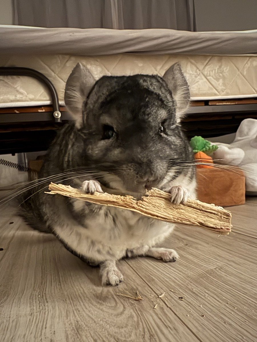 aaaaapoke's tweet photo. #チンチラのいる暮らし 
#伝説のソードを自慢するぷぷぷ https://t.co/ZPGUl65psR