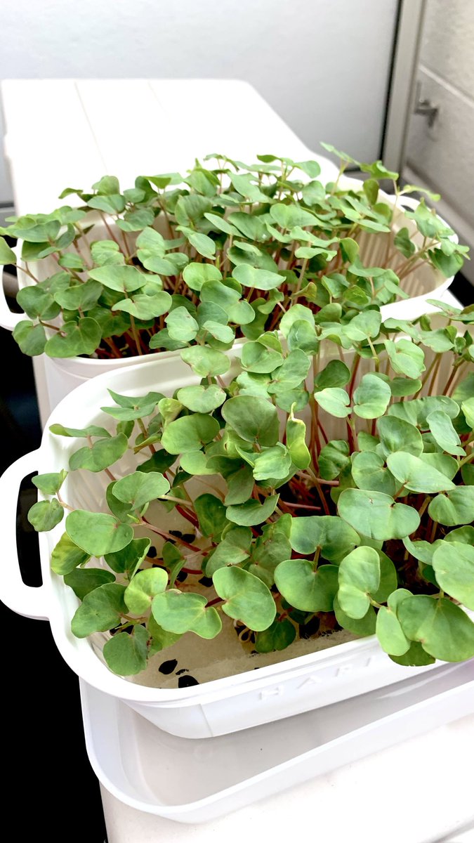 tm_zumi's tweet photo. まだ 雨が☔パラパラ
　B型 1日出社
　また今日も歩いて運動💪⁇

　そばの芽🌱、続けて作ろうと思ったが、来週末から家を離れるから しばらく空けて栽培(旅から帰ってきたﾗ)

そばの芽🌱 (ルチン) https://t.co/Fw8S9FVVKs