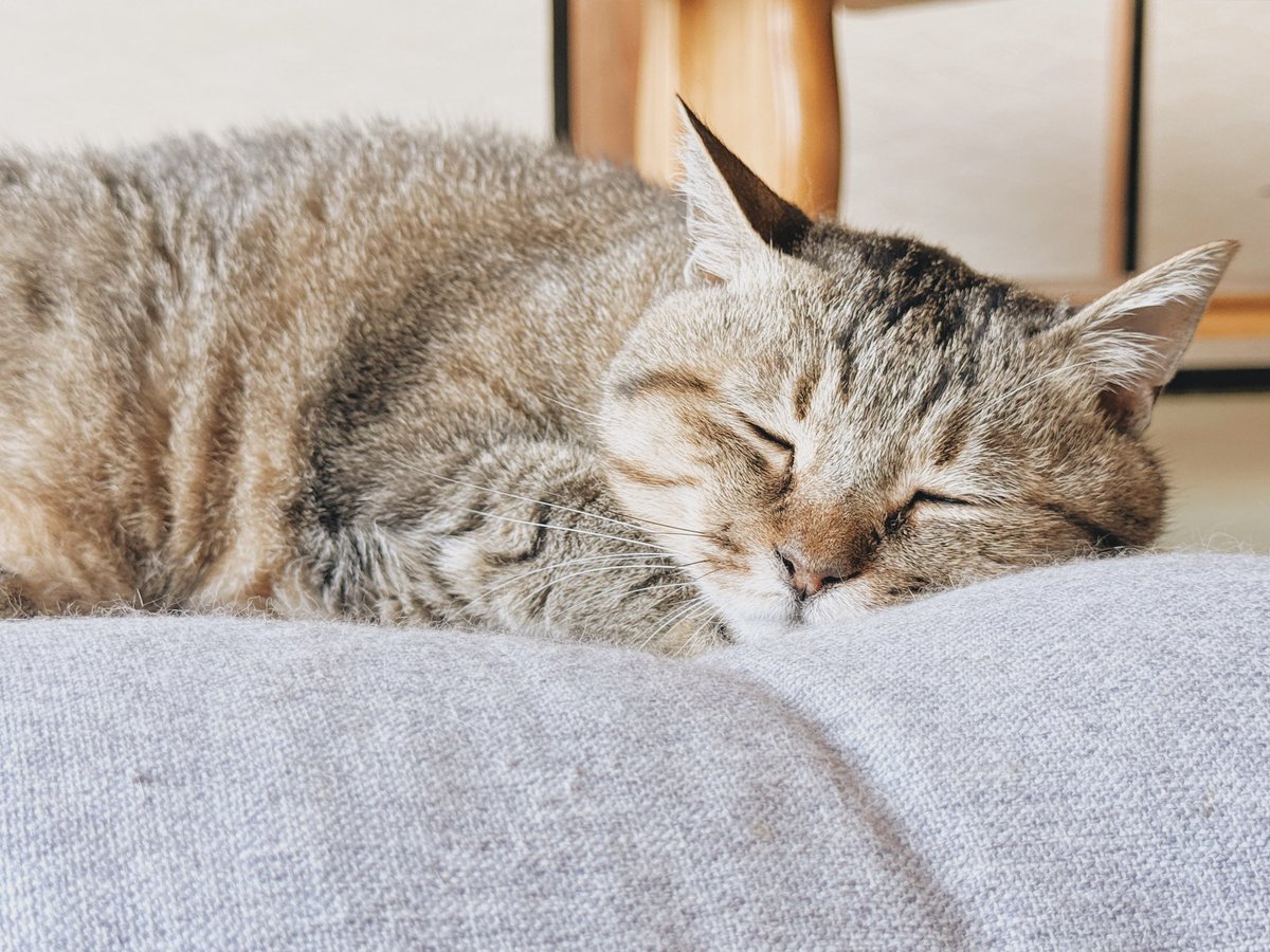 marupi_0901's tweet photo. 起きたか飼い主、まるぴ まだ起きれない。眠すぎる。ごはん出たら呼んで〜 https://t.co/ETM6o7LG3u