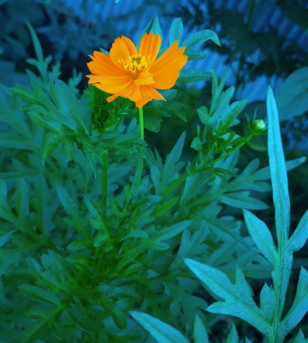 2kosumosu2's tweet photo. #見つけたもの
#花
#写真 https://t.co/pwwbdXitOs