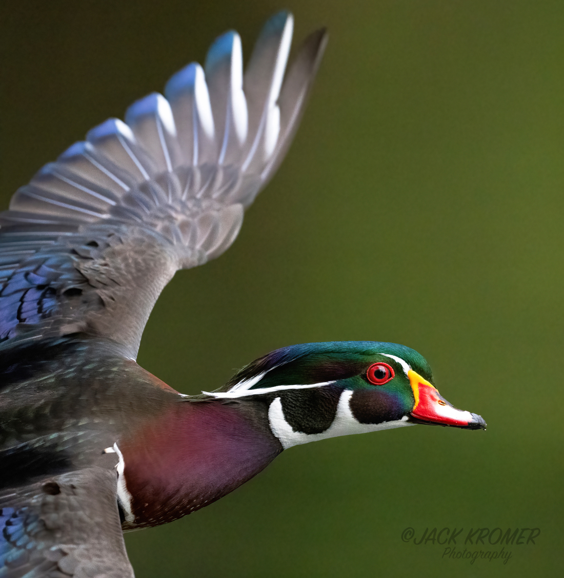 kromerpics's tweet photo. Really close male Wood Duck flyby at the Bushkill Creek
September 2026
(Got a bunch of decent Wood Ducks in-the-water shots at the creek. Nothing in the air, though. Got ready to go home and thought...Eh, I'll give it another 15 minutes here.) https://t.co/cbfqaNtFHF
