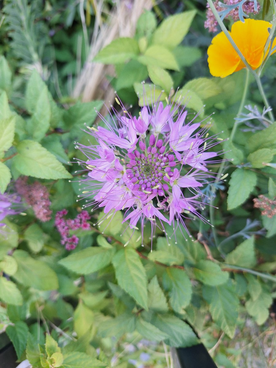 BrianLowe535170's tweet photo. @eva_joy1 https://t.co/tWFAAtS36V