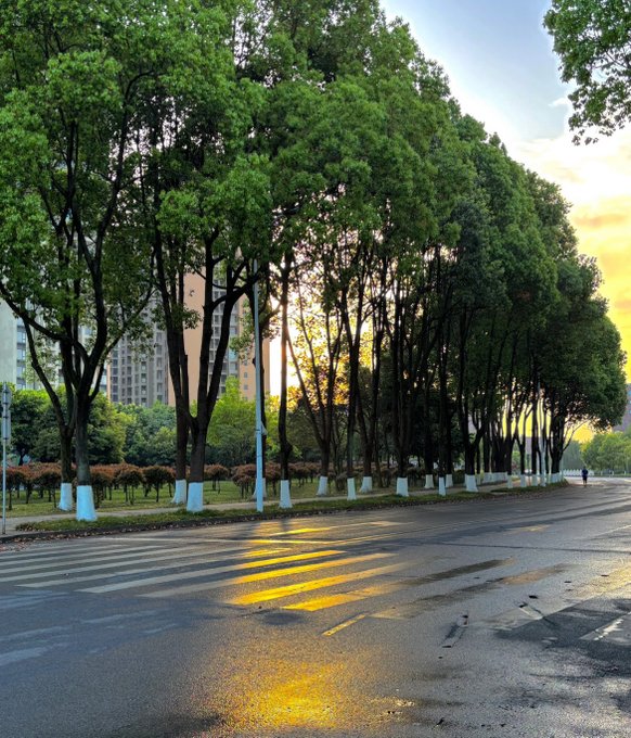 A serene photograph of a tree-lined street at sunset or sunrise, with sunlight filtering through tall green trees, a pedestrian crosswalk in the foreground, and apartment buildings visible in the background.