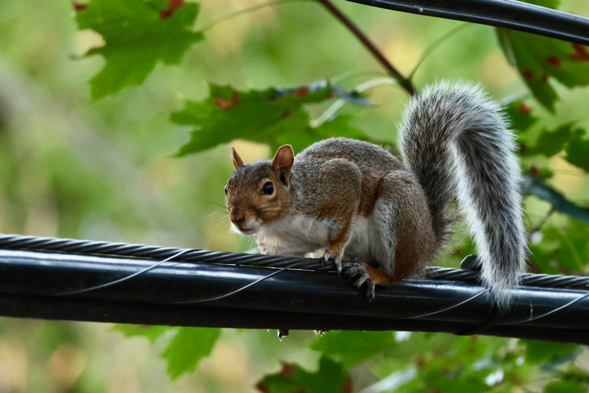 sciuridaely's tweet photo. It’s going to be a great #Sciuridae for nut gathering!
On #Sciuridae, let's explore some new places and find some new nuts!
Every day is #Sciuridae!
#fightlikeasquirrel #SquirrelStrong 🐿️💪 #SaveGreySquirrelUK #SquirrelScrolling #squirrel #Eichhörnchen https://t.co/CeNAqI2ED4