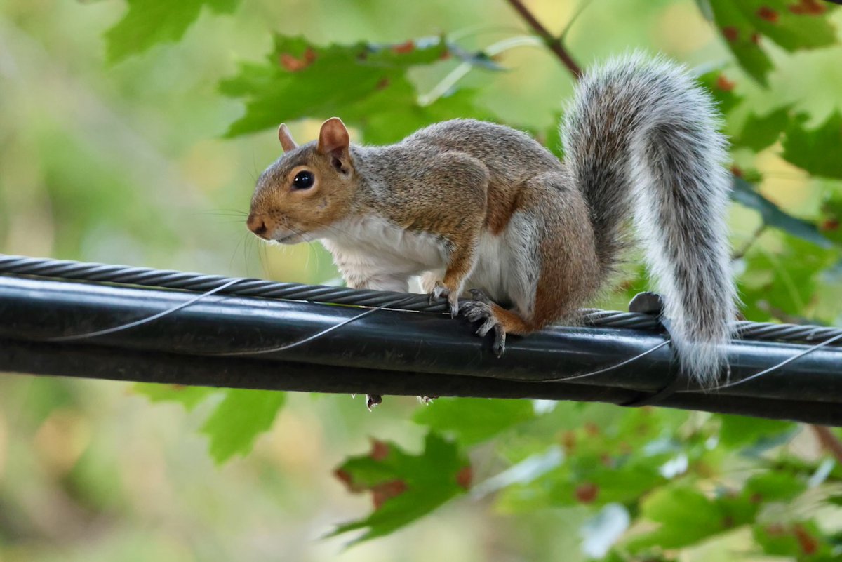 sciuridaely's tweet photo. It’s going to be a great #Sciuridae for nut gathering!
On #Sciuridae, let's explore some new places and find some new nuts!
Every day is #Sciuridae!
#fightlikeasquirrel #SquirrelStrong 🐿️💪 #SaveGreySquirrelUK #SquirrelScrolling #squirrel #Eichhörnchen https://t.co/CeNAqI2ED4
