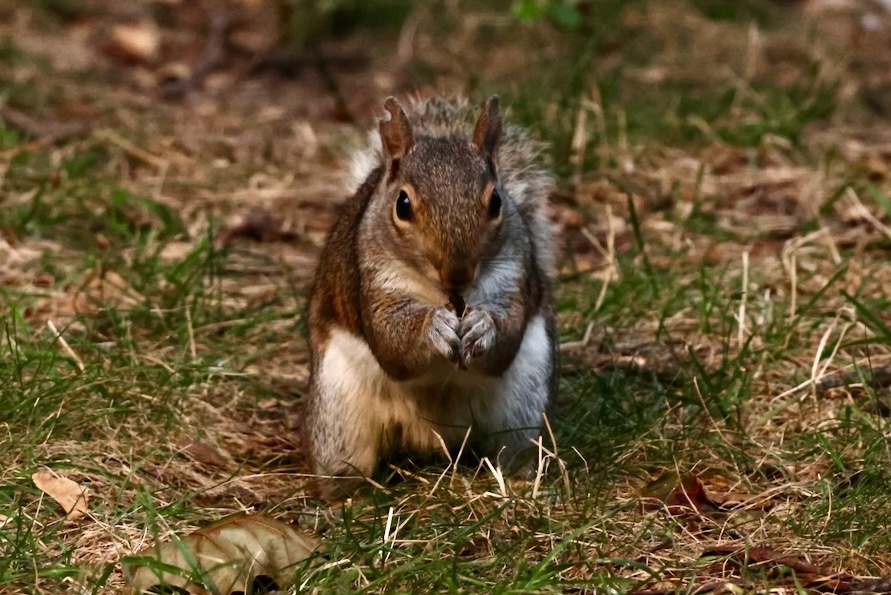 sciuridaely's tweet photo. It’s going to be a great #Sciuridae for nut gathering!
On #Sciuridae, I honestly just came for the snacks. Do I really have to stay for the meeting?
Every day is #Sciuridae!
#fightlikeasquirrel #SquirrelStrong 🐿️💪 #SaveGreySquirrelUK #SquirrelScrolling #squirrel #Eichhörnchen https://t.co/QOE31Tbqpr