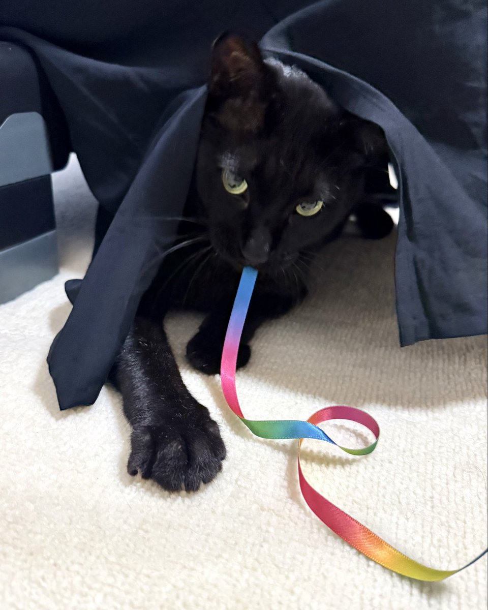 NenekokoC's tweet photo. ニジヲハキダスケモノ✨🌈🐈‍⬛
#虹

#ここ #ねねここ

#猫 #黒猫 #くろねこ #保護猫 #blackcat https://t.co/04zA7ouzER