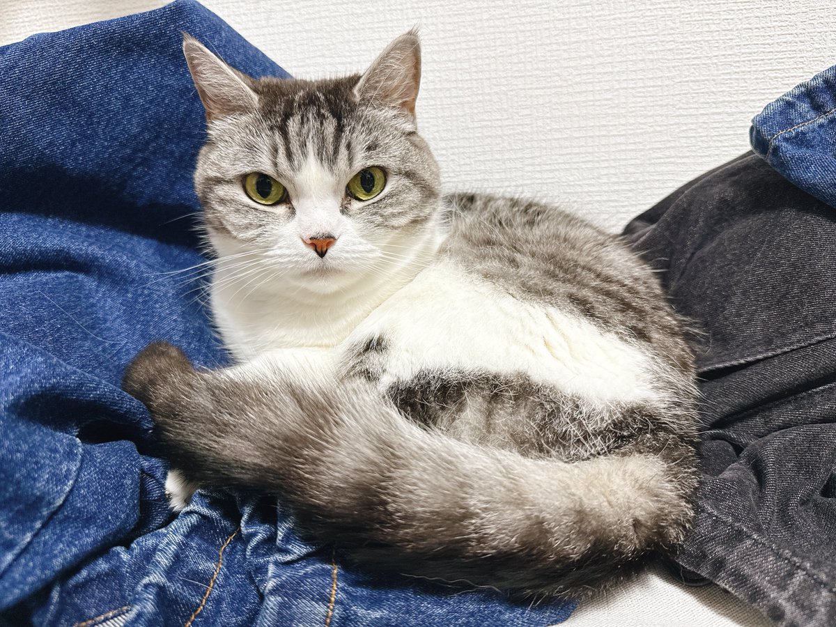 eoheoh_out's tweet photo. 今日のねこ https://t.co/LgGtO0A6wj