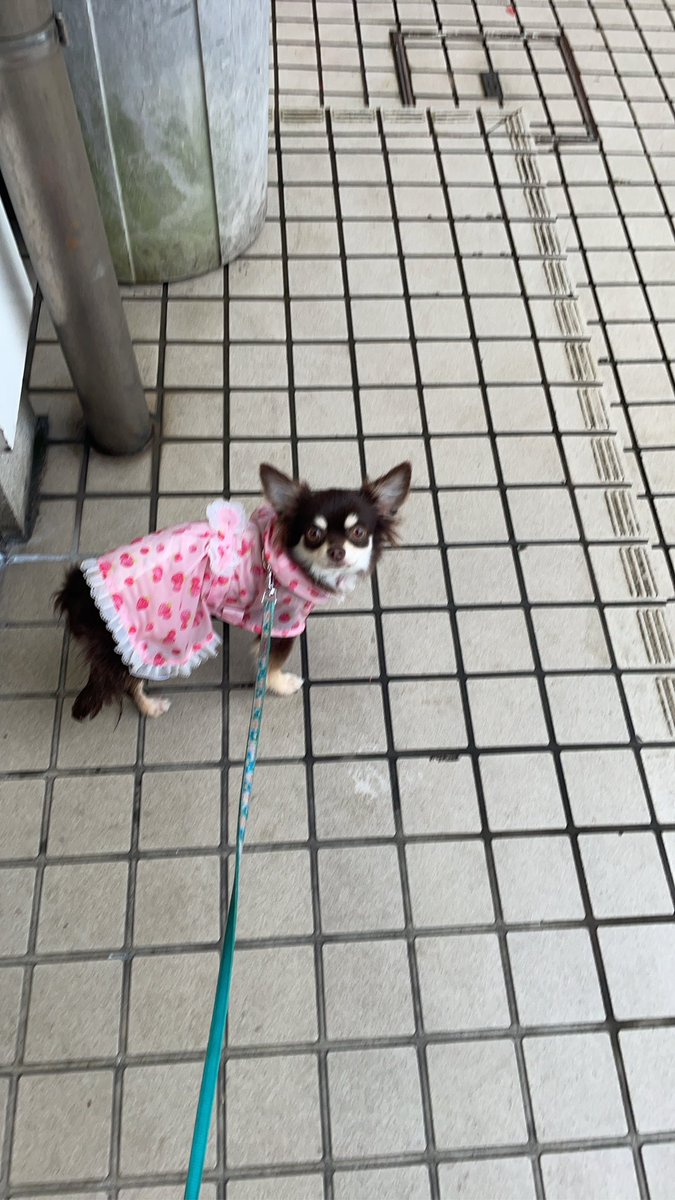 crydererere's tweet photo. 朝ラン中にリードの外れたチワワを保護して最寄り警察(練馬桜台)に預けました。
飼い主もしくは飼い主をご存知の方は練馬警察にお問い合わせ下さい。#迷い犬　#迷子犬探しています https://t.co/HgqC9JSsz4