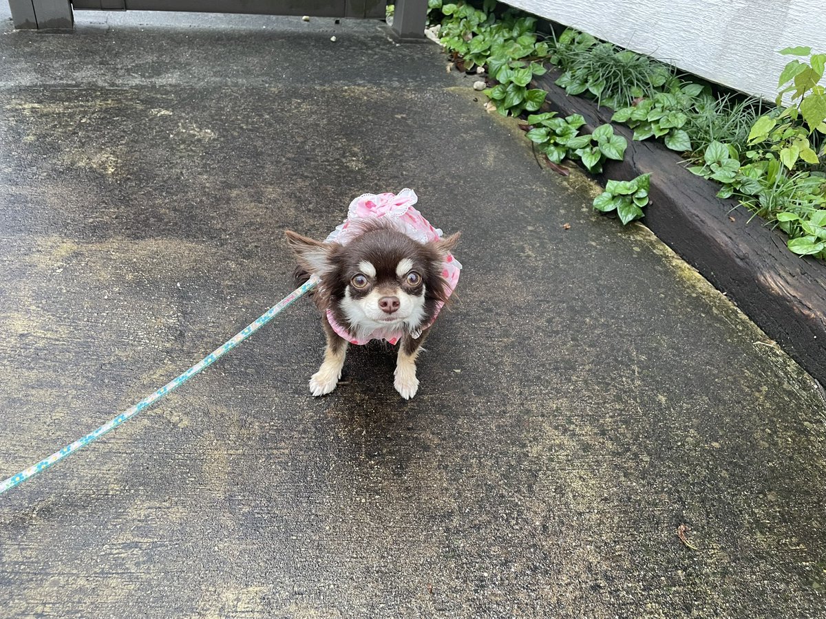 crydererere's tweet photo. 朝ラン中にリードの外れたチワワを保護して最寄り警察(練馬桜台)に預けました。
飼い主もしくは飼い主をご存知の方は練馬警察にお問い合わせ下さい。#迷い犬　#迷子犬探しています https://t.co/HgqC9JSsz4