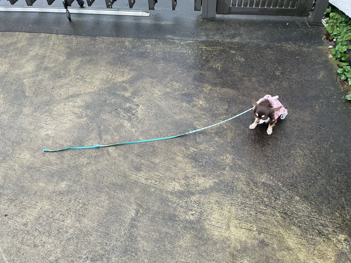 crydererere's tweet photo. 朝ラン中にリードの外れたチワワを保護して最寄り警察(練馬桜台)に預けました。
飼い主もしくは飼い主をご存知の方は練馬警察にお問い合わせ下さい。#迷い犬　#迷子犬探しています https://t.co/HgqC9JSsz4