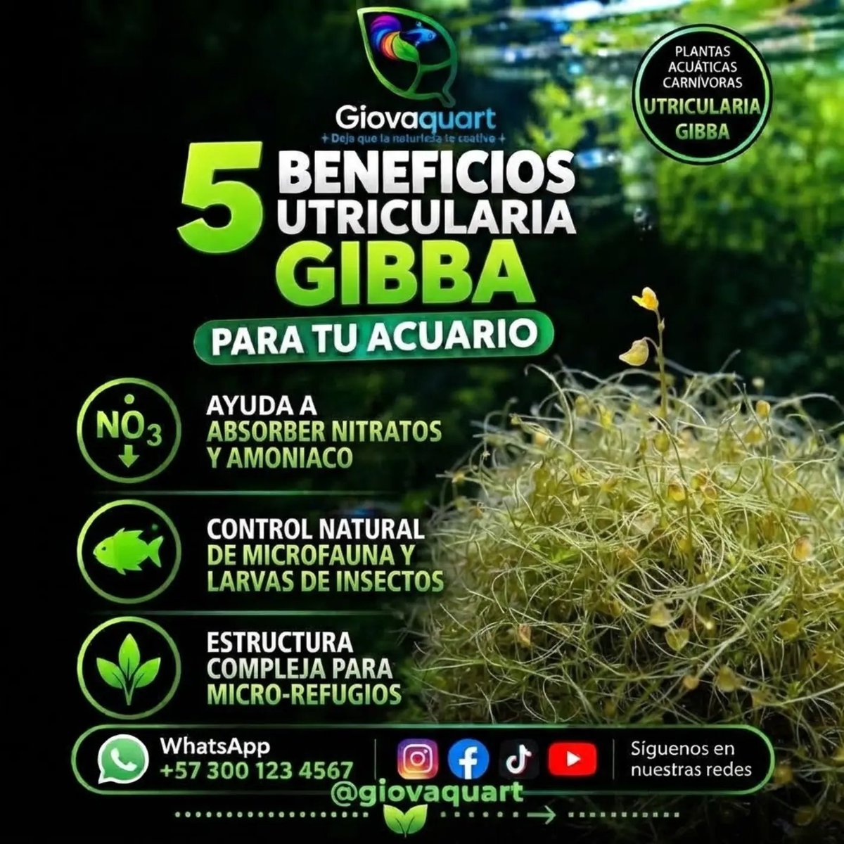 GVartplanet01's tweet photo. ¿Mosquitos en tu estanque o algas en tu acuario? 🦟❌ Controla plagas de forma natural con la Utricularia gibba. Esta planta carnívora acuática purifica el agua, oxigena y florece hermoso 🌼
Consigue la tuya en Colombia con #Giovaquart: https://t.co/ZAMKRaSSX8 🇨🇴✨
#Acuarios https://t.co/jkpFBq77Qk