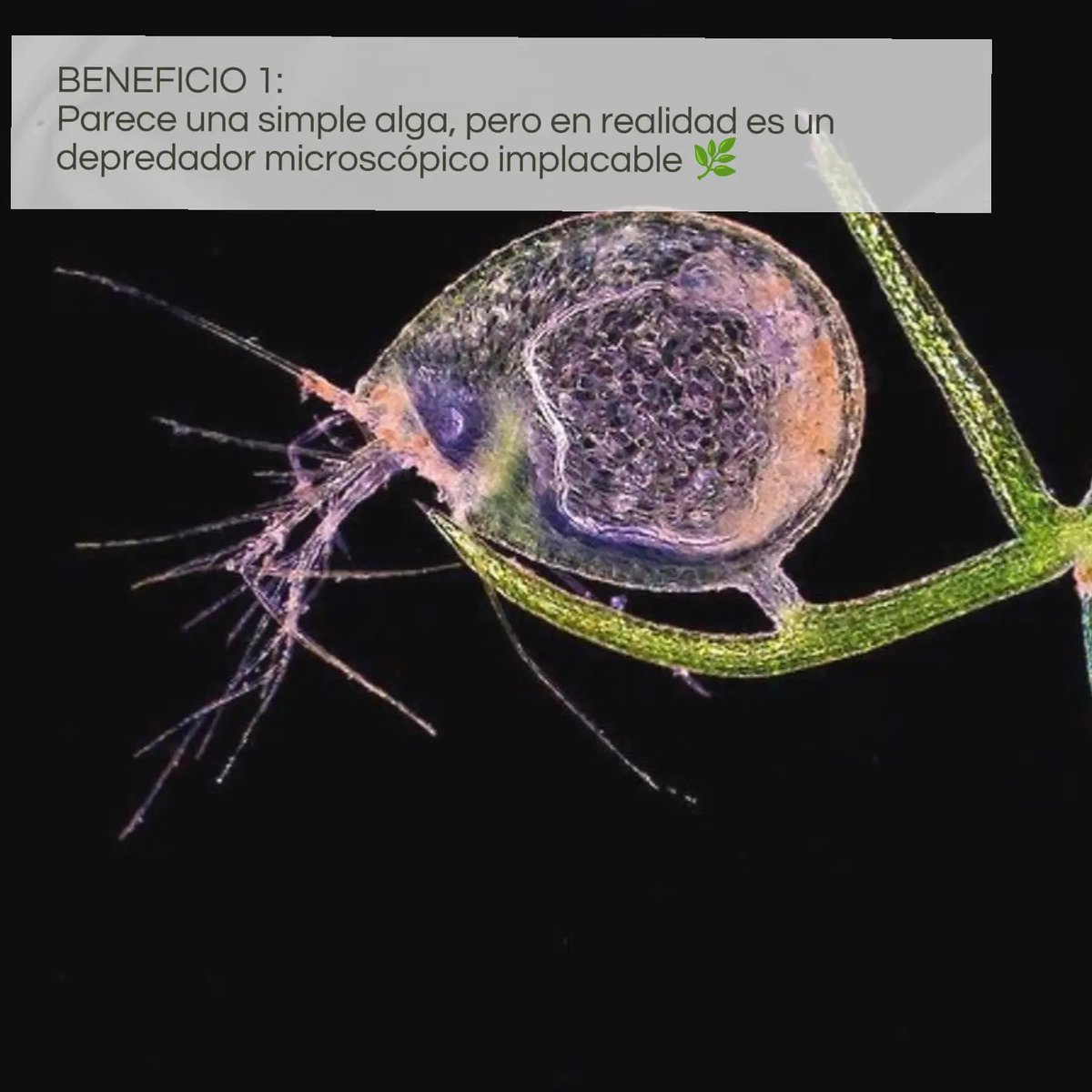 GVartplanet01's tweet photo. ¿Mosquitos en tu estanque o algas en tu acuario? 🦟❌ Controla plagas de forma natural con la Utricularia gibba. Esta planta carnívora acuática purifica el agua, oxigena y florece hermoso 🌼
Consigue la tuya en Colombia con #Giovaquart: https://t.co/ZAMKRaSSX8 🇨🇴✨
#Acuarios https://t.co/jkpFBq77Qk